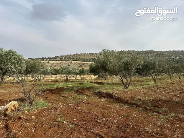 Farm Land for Sale in Zarqa Al-Alouk