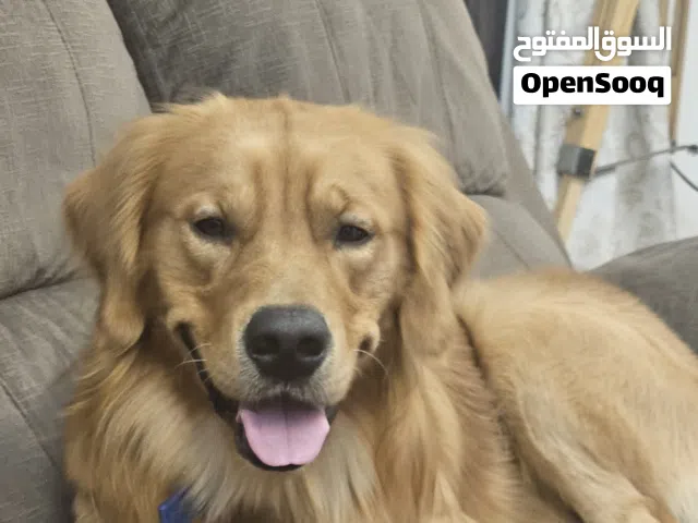 كلب غولدن رتريفير