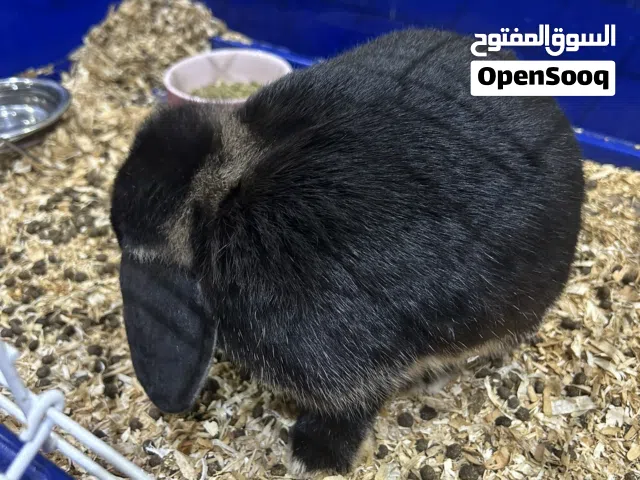أرنبة قزم أوروبية أصلية ونادرة �