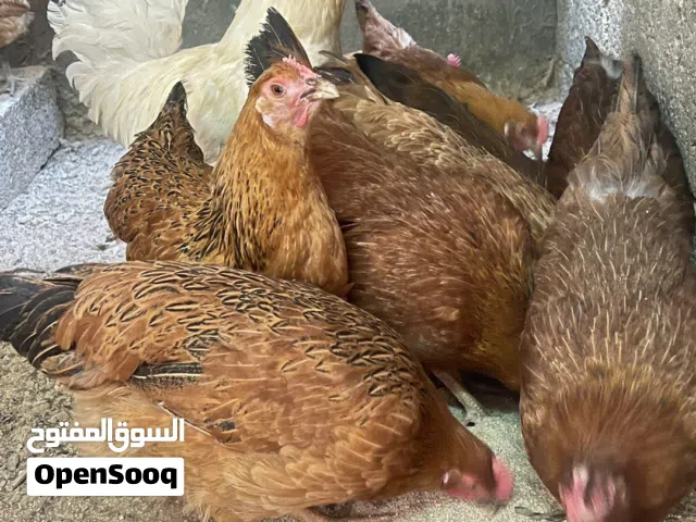 دجاج تركي وقنافذ
