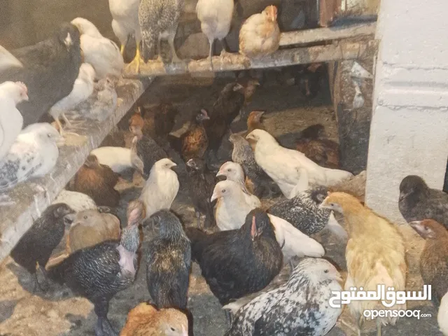 فراخ جاج بلدي ولوهمان وبندوق باكستاني وشوية فيومي وأبو رقيبه