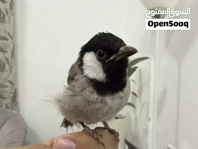 بلبل عراقي او النغري ، اليف كتير ويطلع الايد ولعوب حق الاطفال