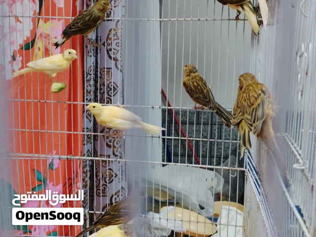 طيور كناري فراخ بأعمار 6 اشهر اللوان جميلة ماشاء الله 15 ريال للفرخ