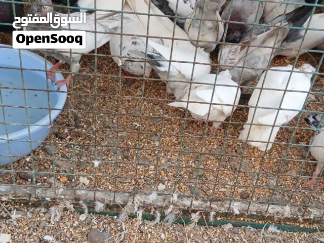 حمام للبيع عاديات وحمام بر و متوه