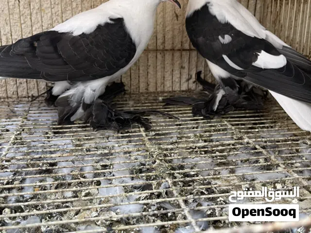 حمام زينه للبيع فقط الوصف مهم قبل  التواصل معي شاهد الاعلان واختار الصورة والنوع لكي اخبرك السعر