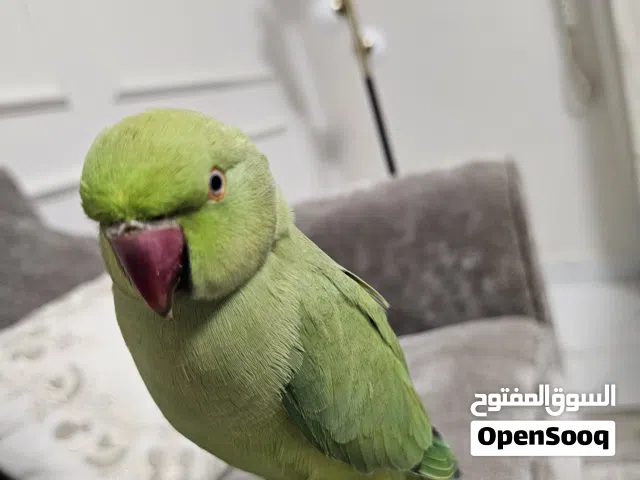 للبيع بغبغاء الدرة ذكر