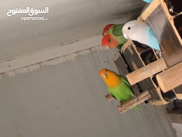 روز ما شاء الله للبيع الي يدور على شي النظيف تربيه بيت