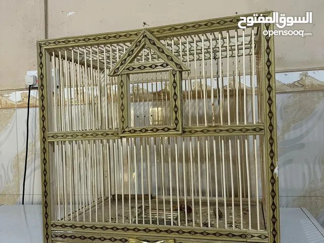 قفص درجة اولى