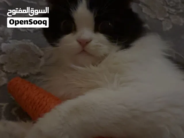 قط(ذكر)شيرازي للتزاوج
