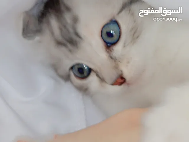 قطة انثى للبيع
