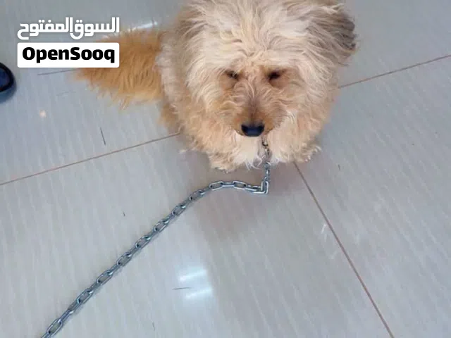 كلاب زينه ربي يبارك بيع