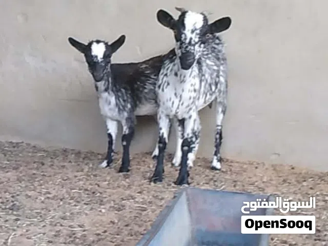عنز كردية مواصفات الله يبارك
