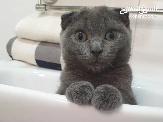 Scottish fold female and British short hair male cat for sale