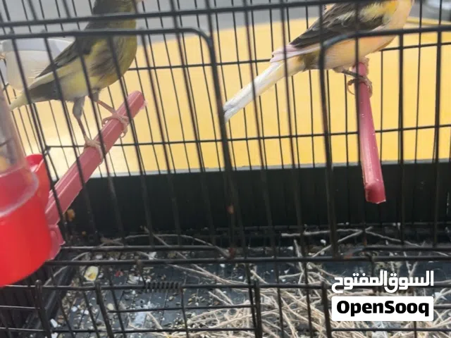 السلام عليكم انتايات ربي يبارك