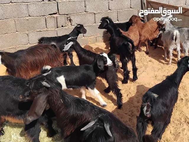 بسم الله جديان العدد 11 معاهم 3 عنايق عمرهم حوالي 3 شهور السعر المطلوب 550 دينار الواحد البيع جملة