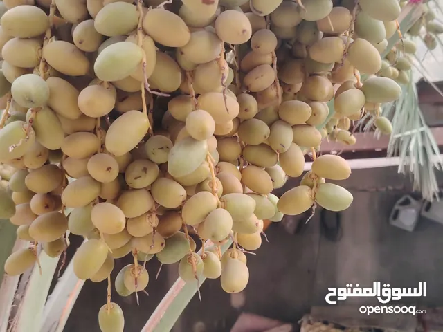 قطعه ارض للبيع