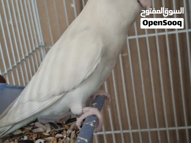 albino red eye