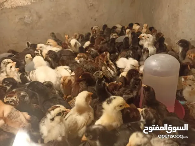 دجاج حضانة ربي يبارك