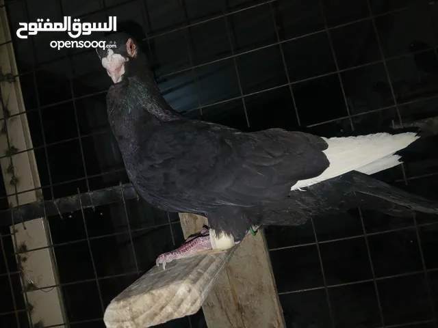 حمام كش للبيع