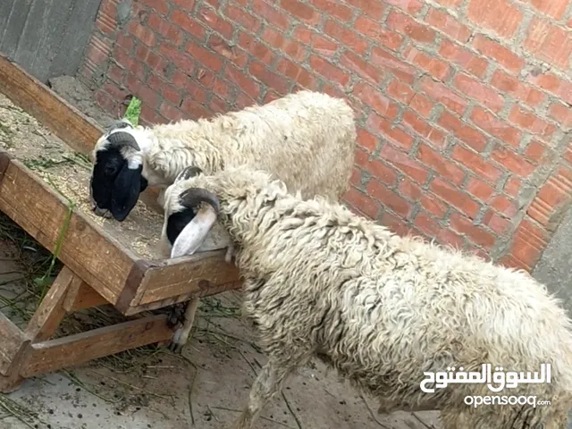 بسم الله الرحمن الرحيم الاثنين28/4/2025 متاح دكرين خروفين خشنين النوع/ أوسيمي حر غنم منتوره وخشنه ا