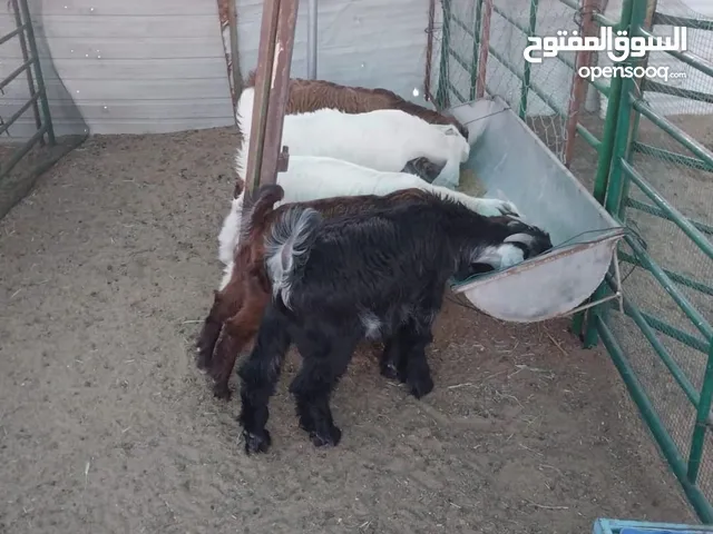 للبيع تيوس عدد 6