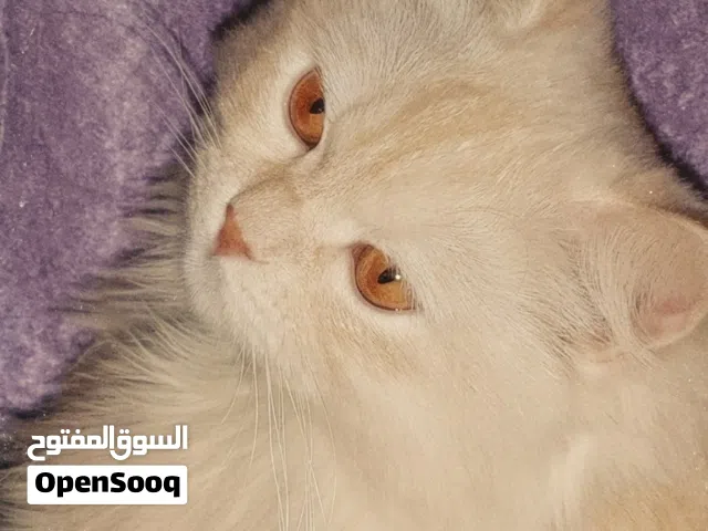 قط ذكر للبيع