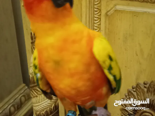 ببغاء صن كونيور، بصحة جيدة، أليف، عمره سنة واحدة، Sun Conure parrot, very healthy, tame, one year