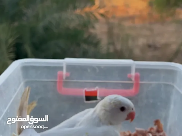ببغاء الذره البينو