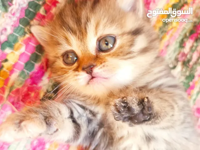 Scottish fold
