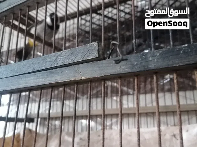 بلبل شرطي يونس