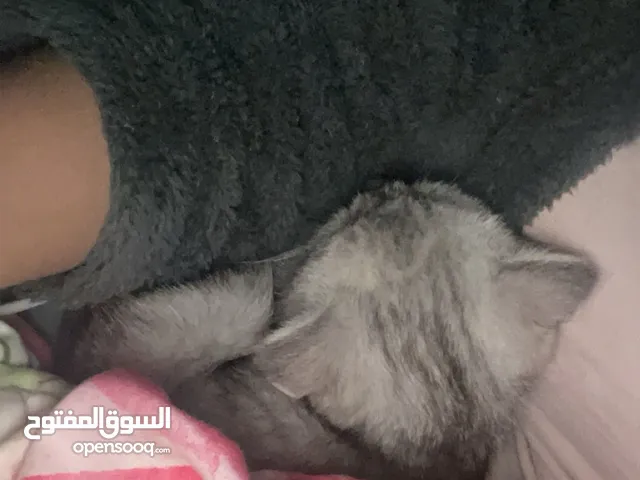 قط للبيع. .