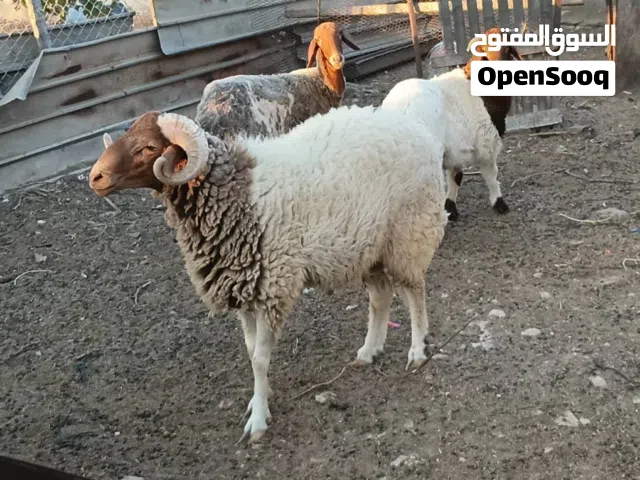 خروف تني ربي يبارك