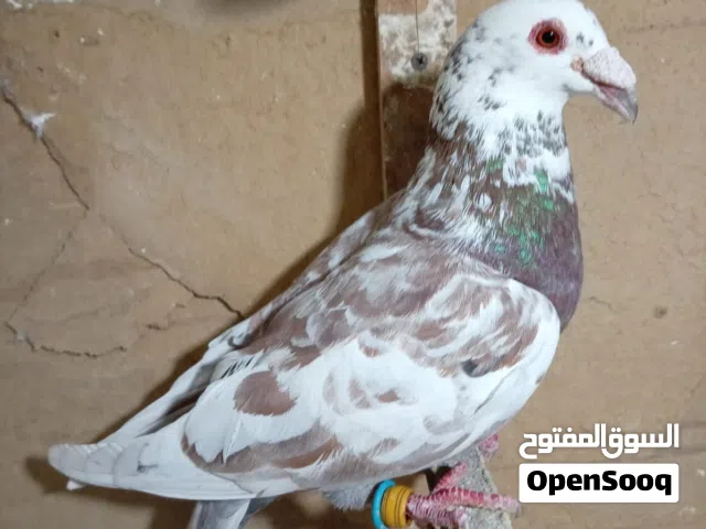 حمام للبيع او للبدل على طيور كش