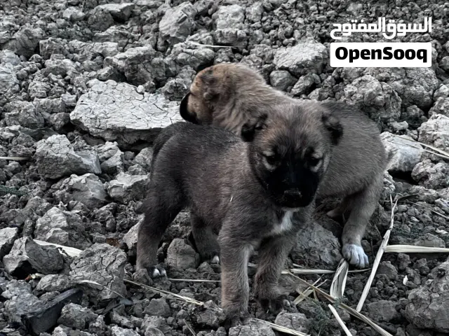 متاح  زوج نثايه ً كنكال