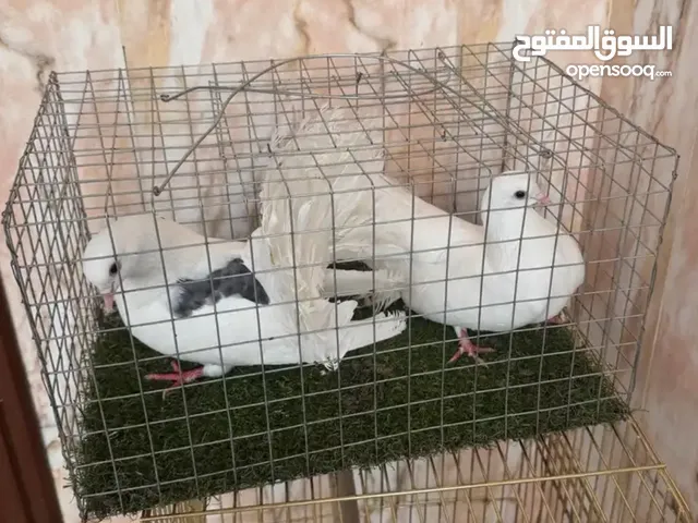 حمام رقاص ابيضّ
