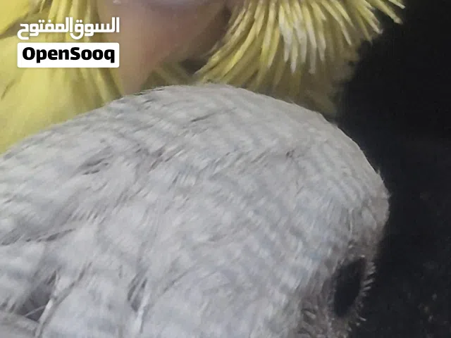 Budgie chicks hand feeding