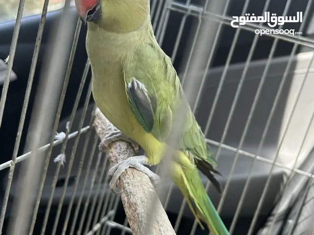 أنثى درة غير أليفة للبيع
