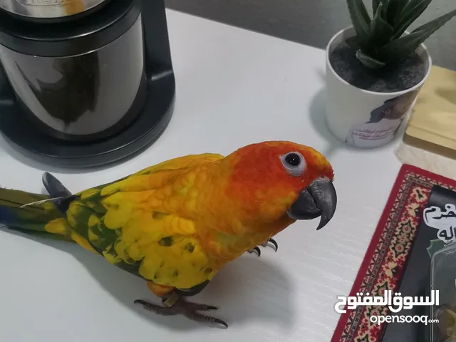 طير صن كنيور