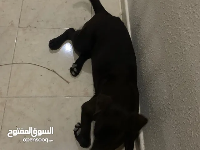 كلب لابرادور