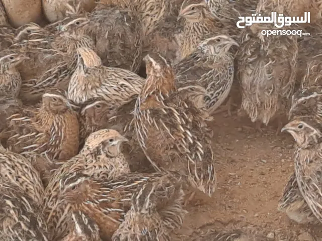 بيض فرى سوبر جامبو