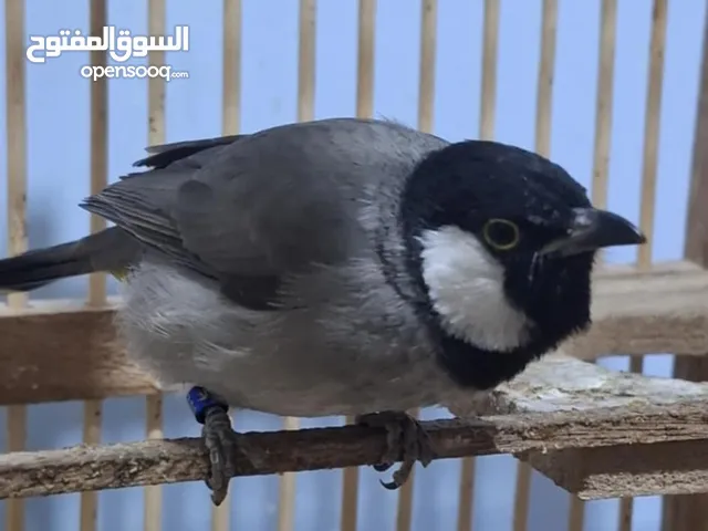 بلبل ربه للبيع اقرا الوصف