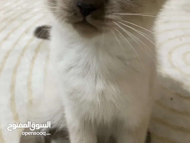 قطط ذكر وانثى سكوتش فولد و سكوتش استريت