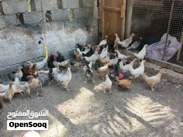 دجاج محلي للبيع