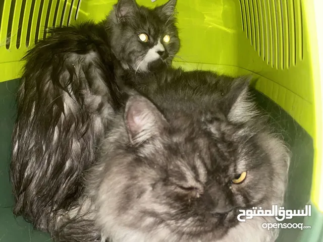 قطط للبيع ذكر و انثى [شيرازي]