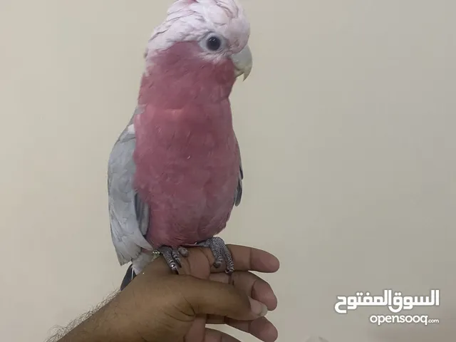 للبيع كوكاتو غالا Gala cockatoo for sale