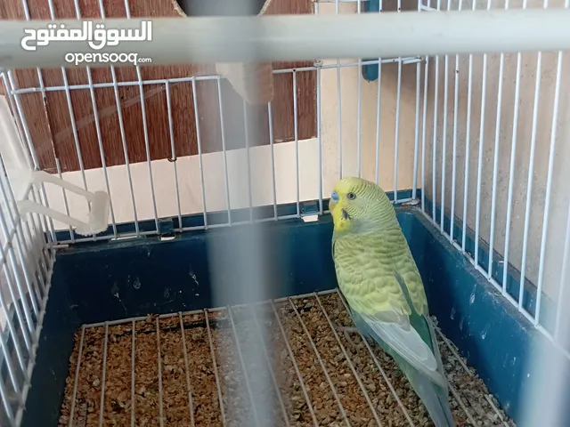كوبيه و دكر فردي