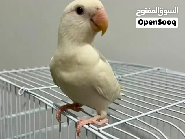 طائر الروز المعروف بي البركديلو