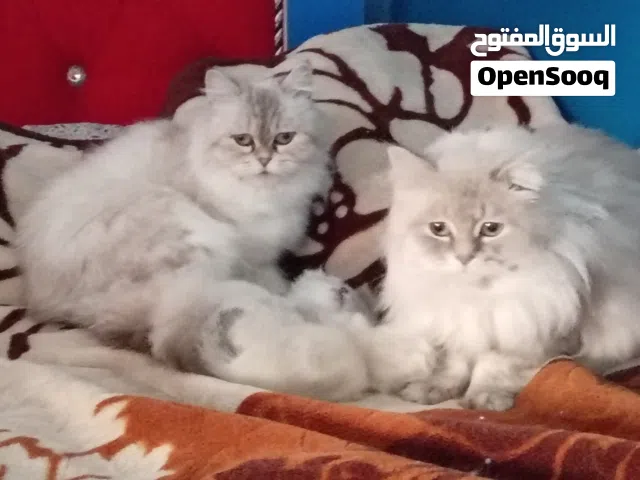 قطط همالايا للبيع