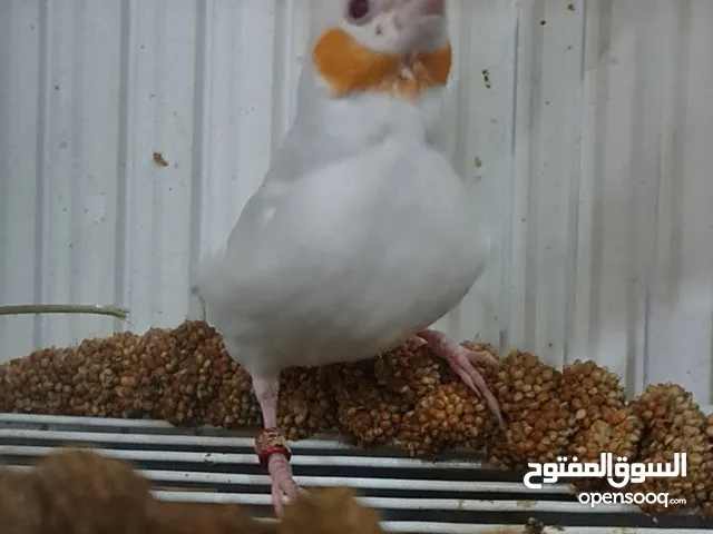 متوفر طيور مدبوح ابيض جوالدين فينش ريد هيد و yellow head