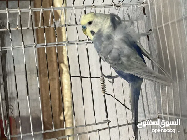 زوز ذكوره وانتايه ذكر محصل طقره جنب عينه مش مأثره